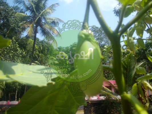 brinjal cultivation tips brinjal cultivation tips