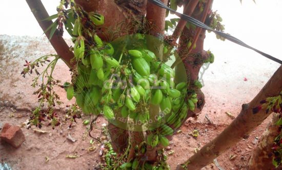 പച്ചക്കറി കൃഷി കലണ്ടര് Vegetable Calendar