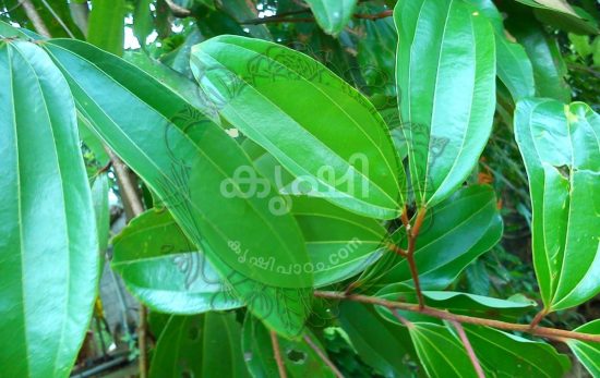 പച്ചക്കറികളിലെ പ്രധാന കീടങ്ങളും രോഗങ്ങളും പച്ചക്കറികളിലെ പ്രധാന കീടങ്ങളും രോഗങ്ങളും