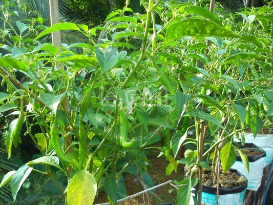 green chillies cultivation green chillies cultivation