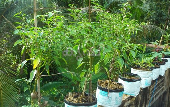 പച്ച മുളക് കൃഷി രീതി പച്ച മുളക് കൃഷി രീതി