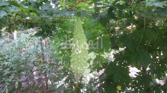 പാവല് കൃഷി പാവല് കൃഷി