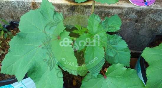 low cost home composting unit