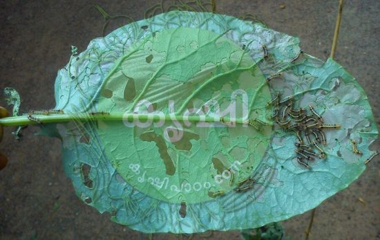 ഇലതീനി പുഴുക്കള് ഇലതീനി പുഴുക്കള്
