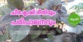ചീര കൃഷി ചീര കൃഷി