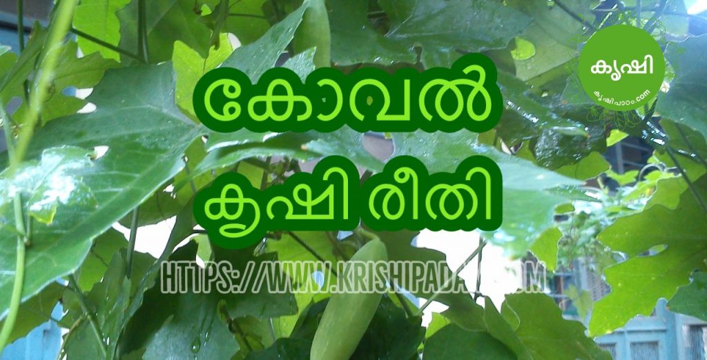 Ivy Gourd Growing Guide Ivy Gourd Growing Guide