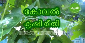 Ivy Gourd Growing Guide Ivy Gourd Growing Guide