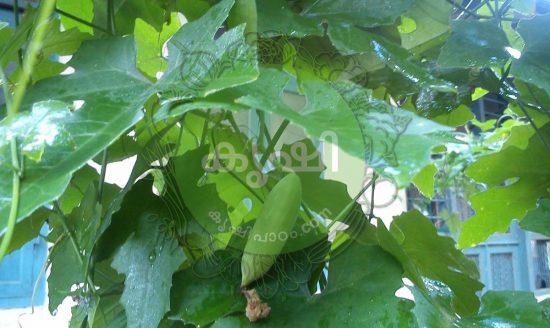 ടെറസ് കൃഷികള് കോവല് കൃഷി