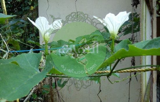 പൂക്കള് പൂക്കള്