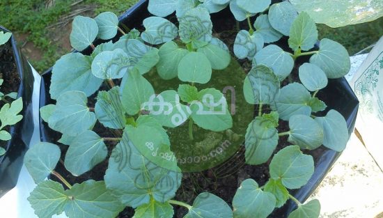 തേയിലച്ചണ്ടി ജൈവ വളം തേയിലച്ചണ്ടി ജൈവ വളം