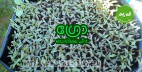 Cheera Seeds Germinating at Grow Bags Cheera Seeds Germinating at Grow Bags
