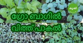 Germinate Seeds Using Grow Gags
