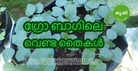 Okra Seedlings at Grow Bags