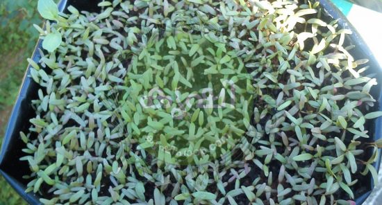 cheera growing in grow bags