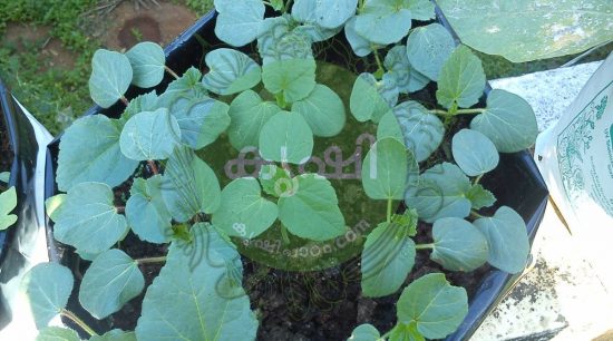okra growing in grow bags okra growing in grow bags