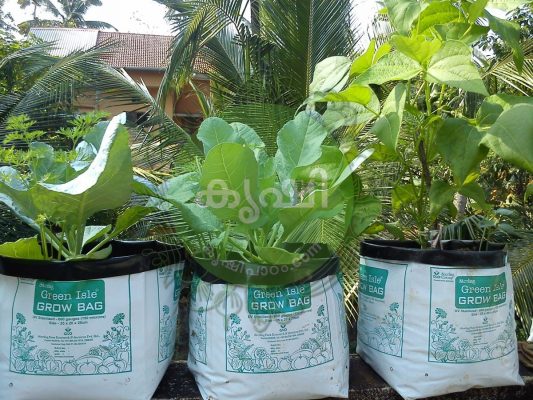 ഗ്രോ ബാഗിലെ നടീല് മിശ്രിതം ഗ്രോ ബാഗിലെ നടീല് മിശ്രിതം