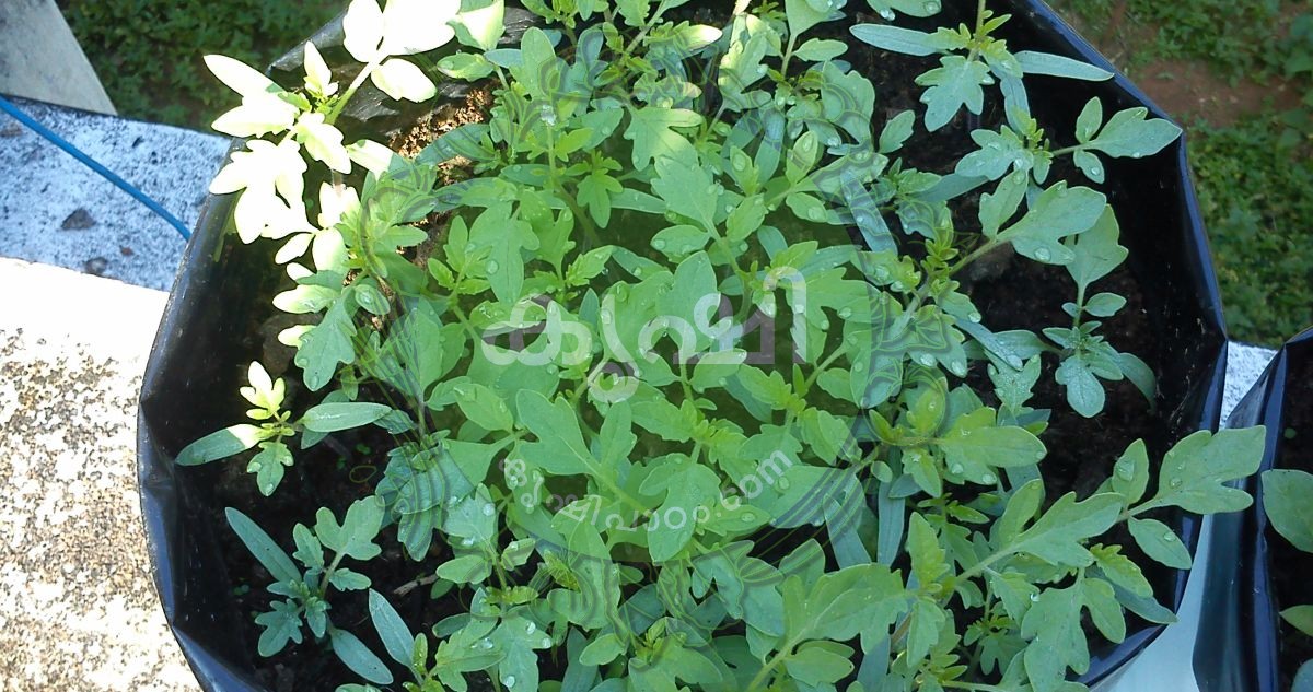 ഗ്രോ ബാഗില് വിത്ത് പാകല് /മുളപ്പിക്കല് - Vegetable Seedlings In Grow
