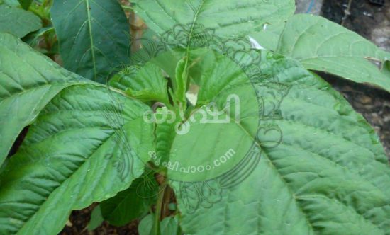 natural manure