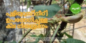 പുളിയുറുമ്പ് (നീറ് ) ഉപയോഗിച്ചുള്ള കീട നിയന്ത്രണം പുളിയുറുമ്പ് (നീറ് ) ഉപയോഗിച്ചുള്ള കീട നിയന്ത്രണം