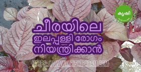 ചീരയിലെ ഇലപ്പുള്ളി രോഗം നിയന്ത്രിക്കാന് ചീരയിലെ ഇലപ്പുള്ളി രോഗം നിയന്ത്രിക്കാന്