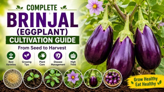 Complete Brinjal (Eggplant) Cultivation Guide Part 1 - Growing Tips, Care, Best Varieties and Disease Management Complete Brinjal (Eggplant) Cultivation Guide Part 1 - Growing Tips, Care, Best Varieties and Disease Management