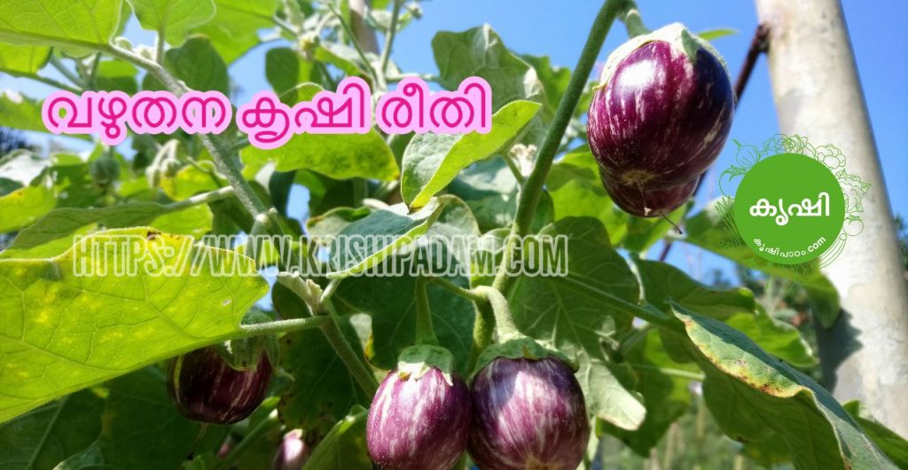 Vazhuthana Growing Tips Vazhuthana Growing Tips
