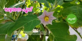 Vazhuthana Krishi Kerala