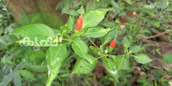Bird's-eye chillies health benefits and cultivation tips Bird's-eye chillies health benefits and cultivation tips