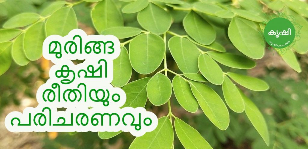Chedi Moringa Growing Chedi Moringa Growing