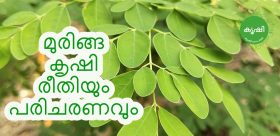 മുരിങ്ങ കൃഷി മുരിങ്ങ കൃഷി
