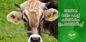 പച്ച ചാണകം ഉപയോഗിച്ചുണ്ടാക്കുന്ന ജൈവ വളം പച്ച ചാണകം ഉപയോഗിച്ചുണ്ടാക്കുന്ന ജൈവ വളം