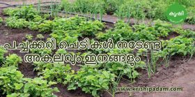 Getting Better Yield From Rooftop Garden