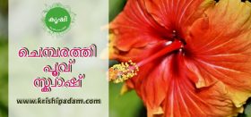 ചെമ്പരത്തി പൂവ് കൊണ്ട് ശീതള പാനീയം ചെമ്പരത്തി പൂവ് കൊണ്ട് ശീതള പാനീയം