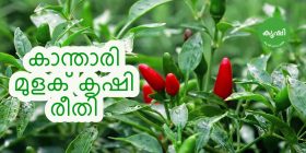 Kanthari Mulaku Krishi