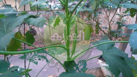 വെണ്ട കൃഷി വെണ്ട കൃഷി