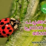 പച്ചക്കറികളിലെ പ്രധാന കീടങ്ങളും രോഗങ്ങളും – List Of Vegetable Diseases