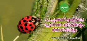 പച്ചക്കറികളിലെ പ്രധാന കീടങ്ങളും രോഗങ്ങളും പച്ചക്കറികളിലെ പ്രധാന കീടങ്ങളും രോഗങ്ങളും