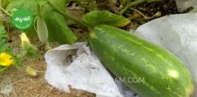 Cucumber at Terrace Garden Cucumber at Terrace Garden