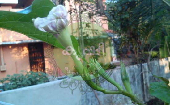 Liquid Organic Fertilizers Liquid Organic Fertilizers