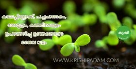 Liquid Organic Fertilizers For Terrace Garden