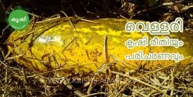 വെള്ളരി കൃഷി രീതിയും പരിചരണവും വെള്ളരി കൃഷി രീതിയും പരിചരണവും