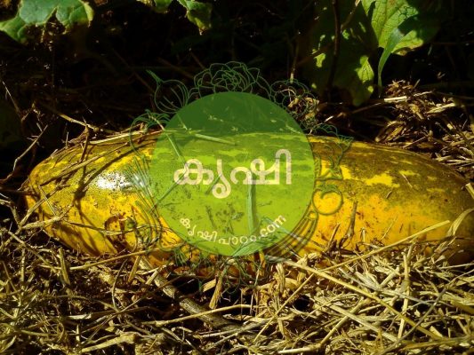 വെള്ളരി കൃഷി വെള്ളരി കൃഷി