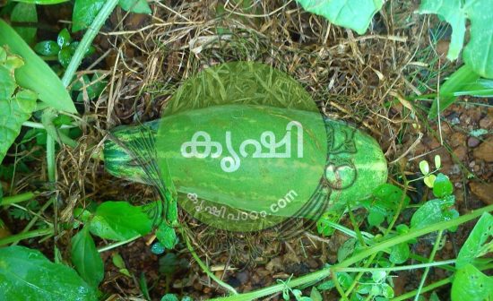 vellari krishi reethikal