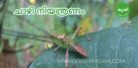 ചാഴി നിയന്ത്രണം