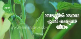 വെണ്ട കൃഷി രീതി വെണ്ട കൃഷി രീതി