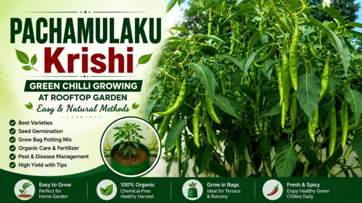 Green Chilli Growing Guide – Easy Methods for Terrace Gardens and Home Kitchen Gardens