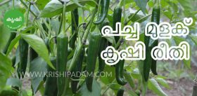 പച്ച മുളക് കൃഷി രീതി പച്ച മുളക് കൃഷി രീതി