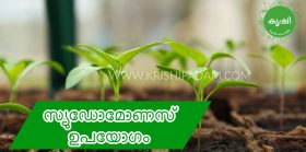 Usage of Pseudomonas in Terrace Garden