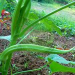 ആനക്കൊമ്പന്‍ വെണ്ട – Aanakomban venda (Elephant Tusk Okra) cultivation