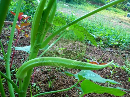 Aanakomban venda krishi Aanakomban venda krishi